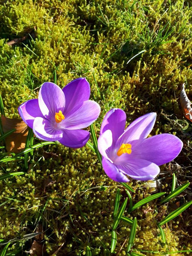Seren Garden Pod Fort William Bagian luar foto